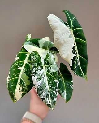 Alocasia 'Frydek' Variegata | Plants | GrowTropicals.com Alocasia 'Frydek' Variegata | Plants | GrowTropicals.com
