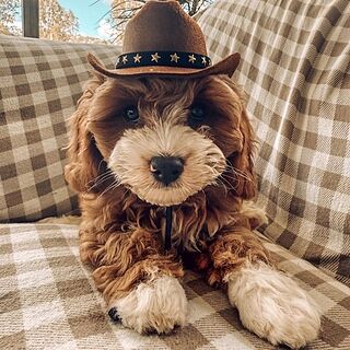 Pet Cowboy Hat