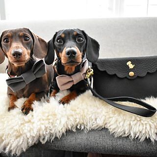 "Queen Bee" Pink Velvet Dog Bow Tie