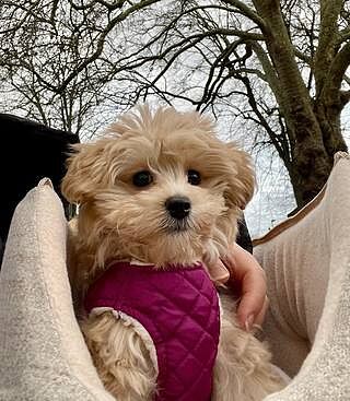 'The Richmond' Biscuit Taupe Beige Luxury Dog Carrier