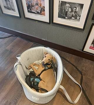 'The Marylebone' Light Grey Luxury Dog Carrier