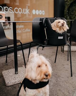 'The Adventurer' Waterproof Adjustable Luxury Dog Carrier