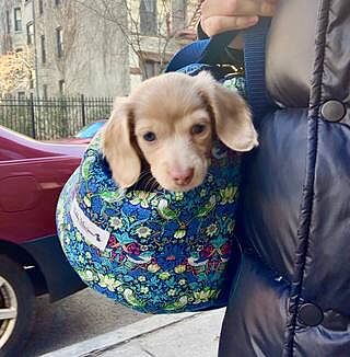 Strawberry Thief Adjustable Luxury Dog Carrier