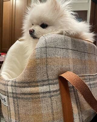 Sand Sheltie Luxury Dog Carrier