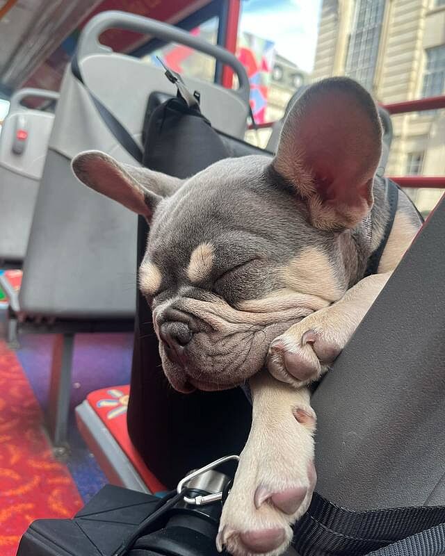 'The Adventurer' Waterproof Adjustable Luxury Dog Carrier