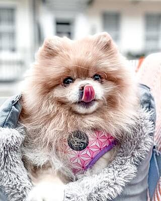 'The Louis' Luxe Grey Velvet Luxury Dog Carrier