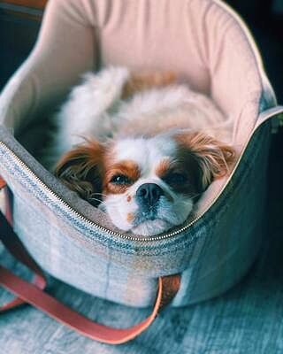 Sand Sheltie Luxury Dog Carrier