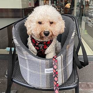 The Belgravia Adjustable Black Plaid Tweed Luxury Dog Carrier