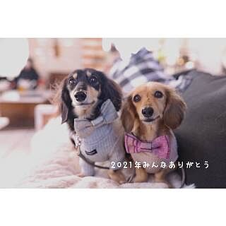 Pink Sheltie Dog Bow Tie