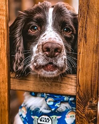 Star Wars Grogu: Adjustable Harness