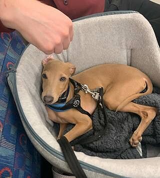 'The Marylebone' Light Grey Luxury Dog Carrier