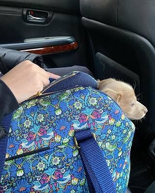 Strawberry Thief Adjustable Luxury Dog Carrier