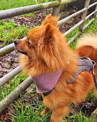 Pink Herringbone Dog Neckerchief