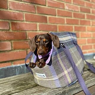 The Cambridge Adjustable Purple Taupe Soft Sided Luxury Dog Carrier