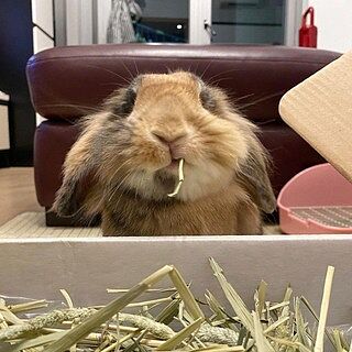 Premium Ultra-Soft Timothy Hay – Small Pet Select U.S.