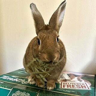 Premium Ultra-Soft Timothy Hay – Small Pet Select U.S.