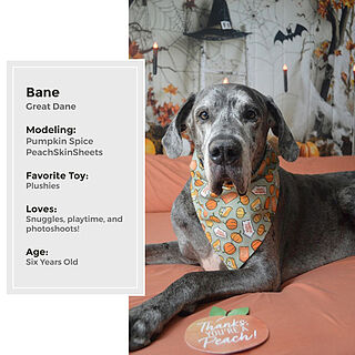 Pumpkin Spice Sheet Set