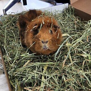 Premium Ultra-Soft Timothy Hay – Small Pet Select U.S.