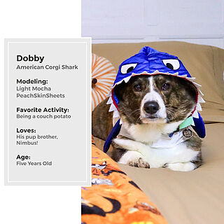 Light Mocha Sheet Set