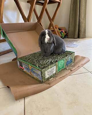 Habitat Hideout Castle Medium – Small Pet Select